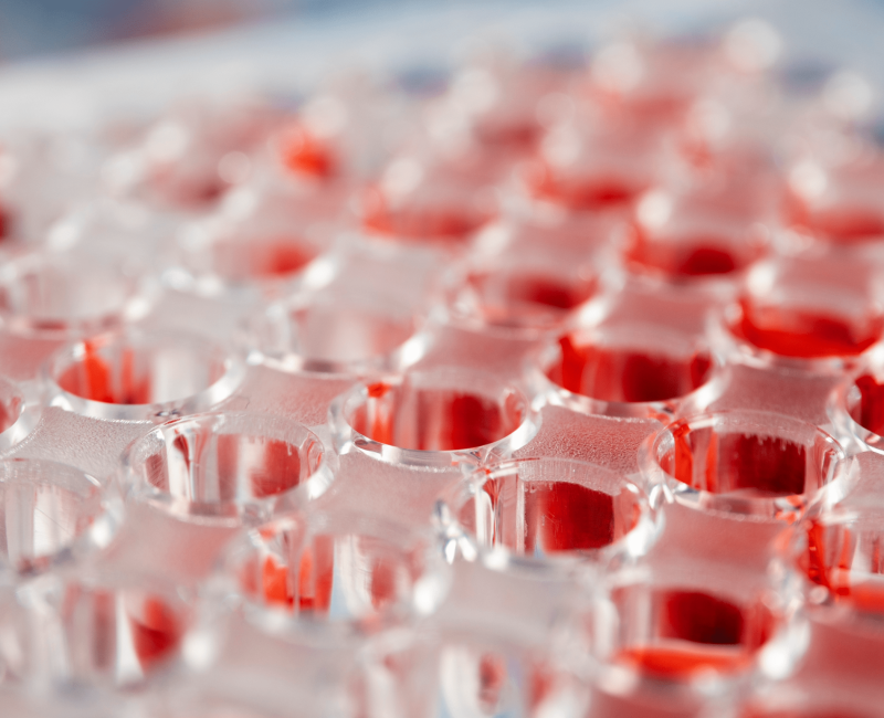 In-vivo-Tests im Labor bei Nano-Test.de zur Überprüfung von Sicherheit und Wirksamkeit